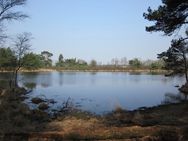 Ven op de Oude Buisse Heide